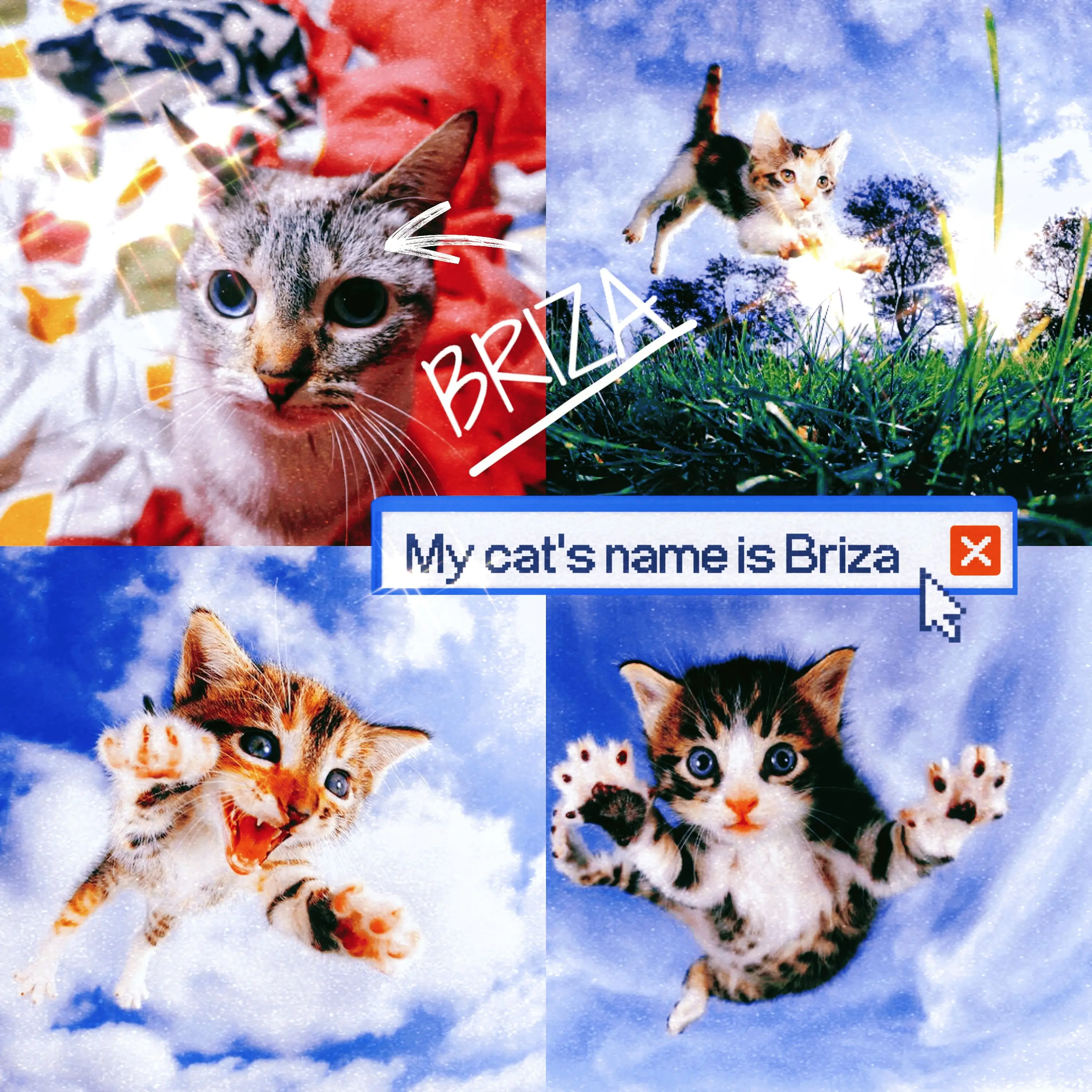 MY CAT'S NAME IS BRIZA cover
